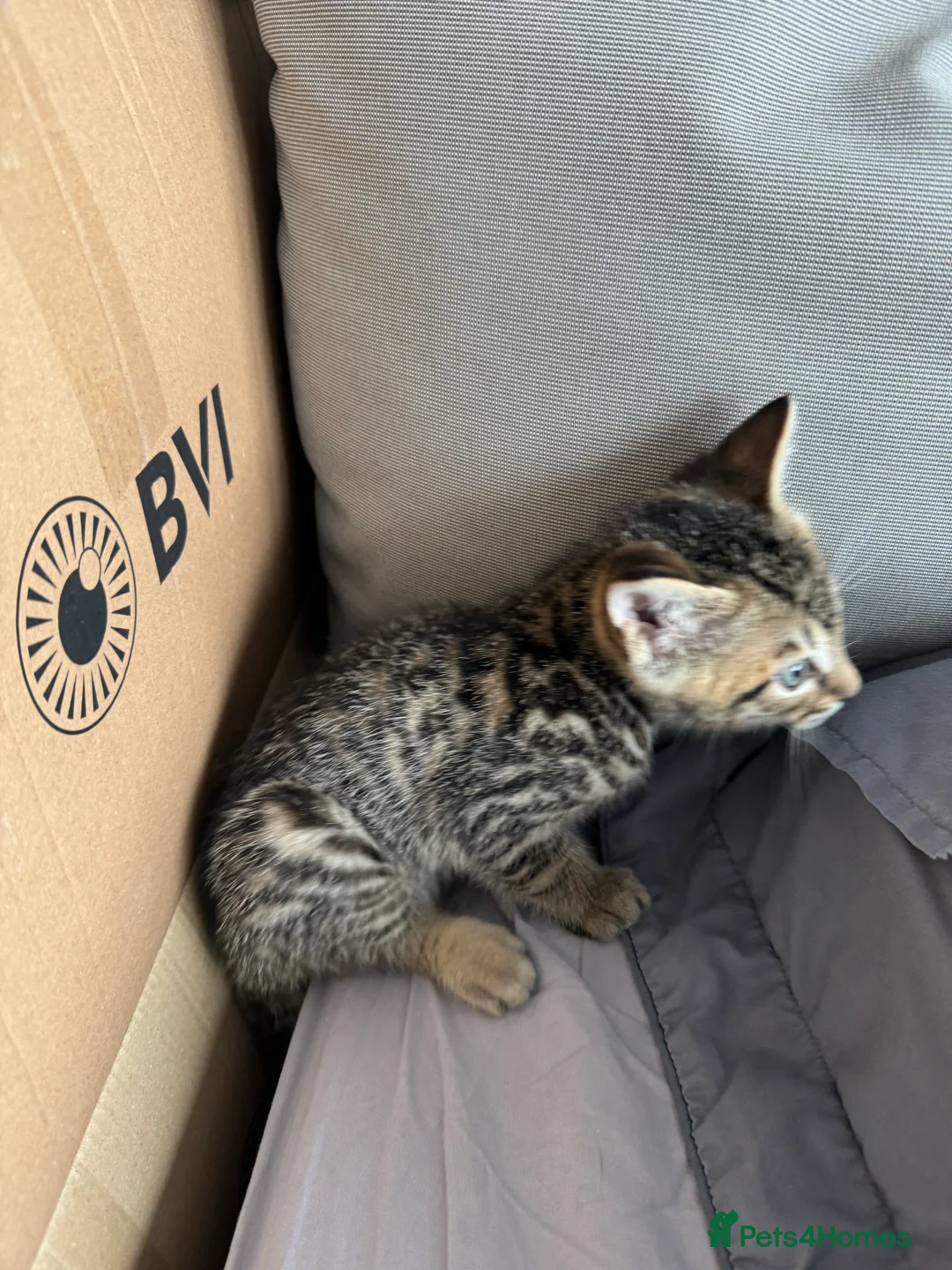 Mixed Breed cats for sale: TICA Registered Bengal x Russian Blue Kittens - Advert 11