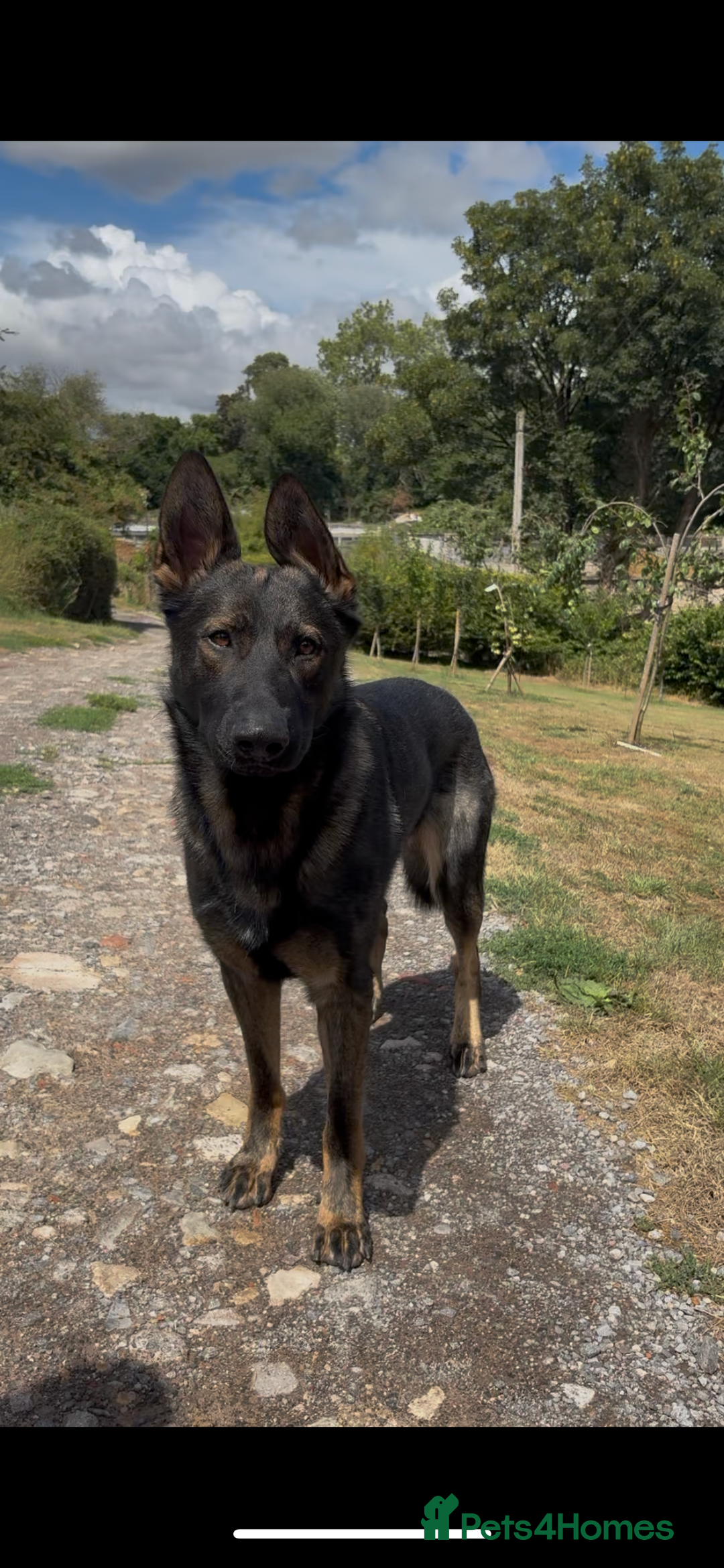 German Shepherd dogs for sale: Vonlisand Lunatic Tyson aka Brock  - Image 4