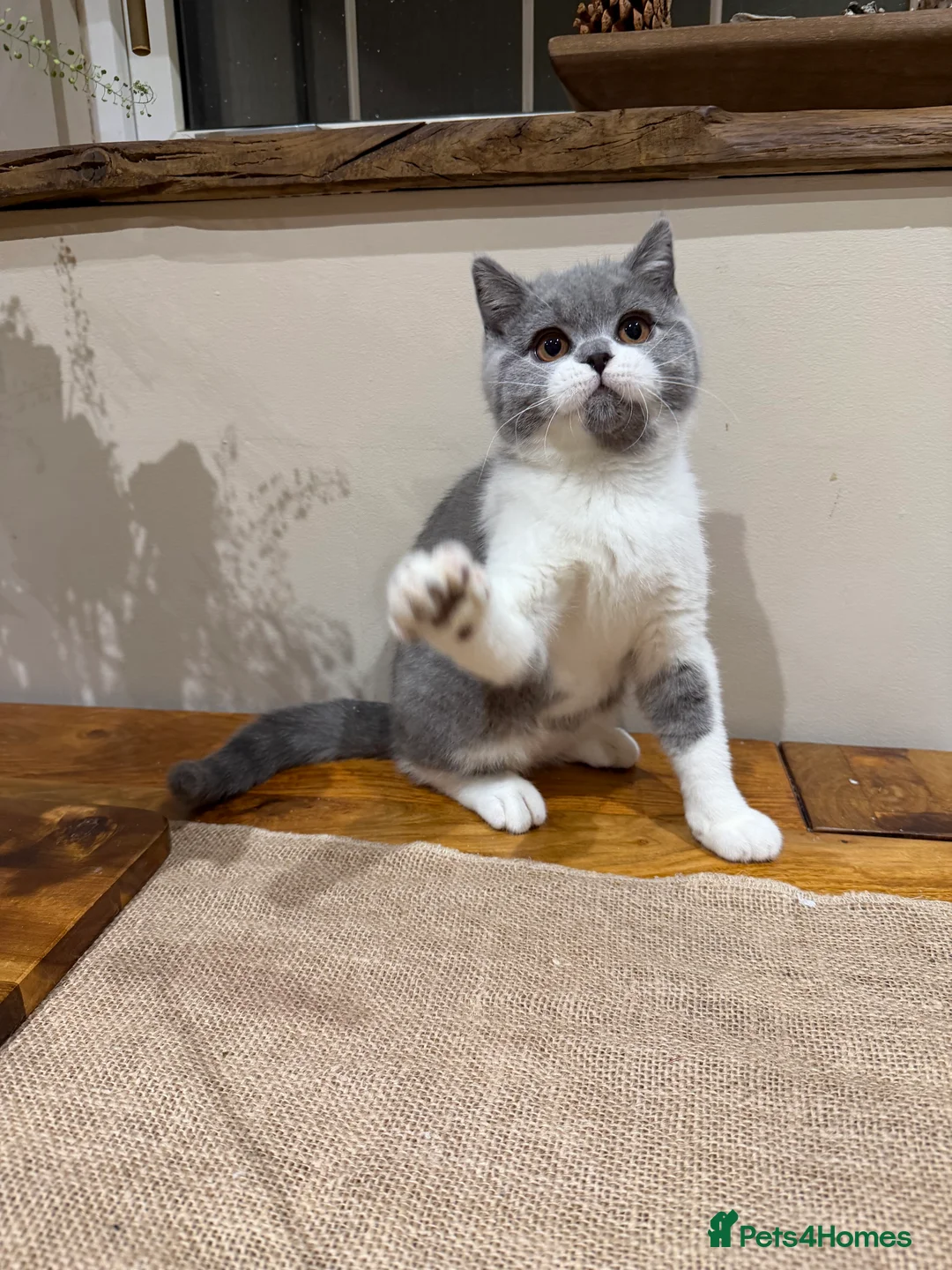 British Shorthair cats for sale: Full Pedigree Registered BSH  - Advert 35