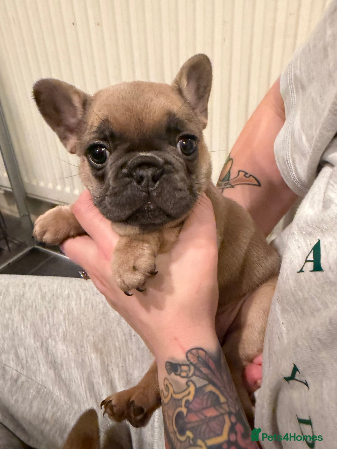 French Bulldog dogs for sale: Beautiful French bulldog puppies 🐶  - Advert 3