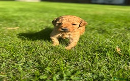 Miniature Poodle dogs for sale: KC registered Miniature Red poodles for Sale - Image 8