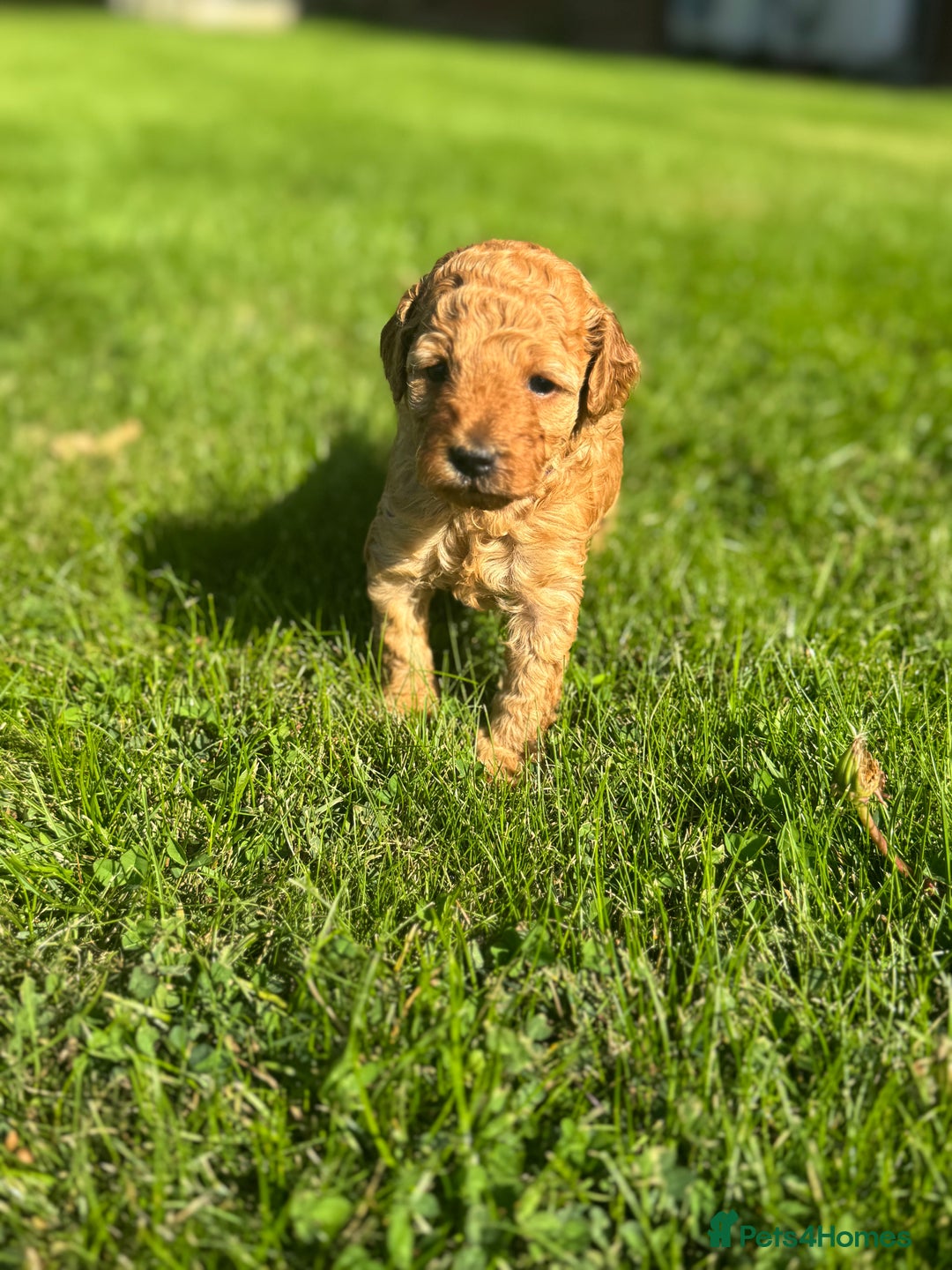Miniature Poodle dogs for sale: KC registered Miniature Red poodles for Sale - Image 8