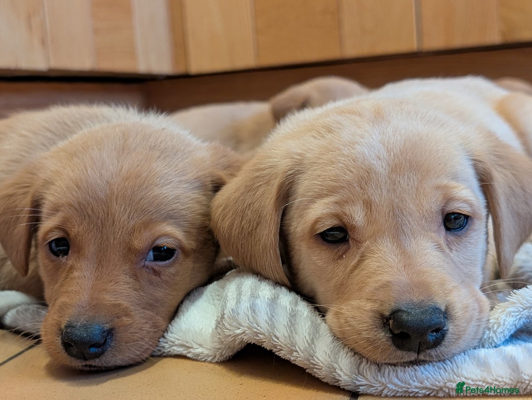 Labrador Retriever dogs for sale: Stunning litter of Labrador retriever pups  - Advert 2