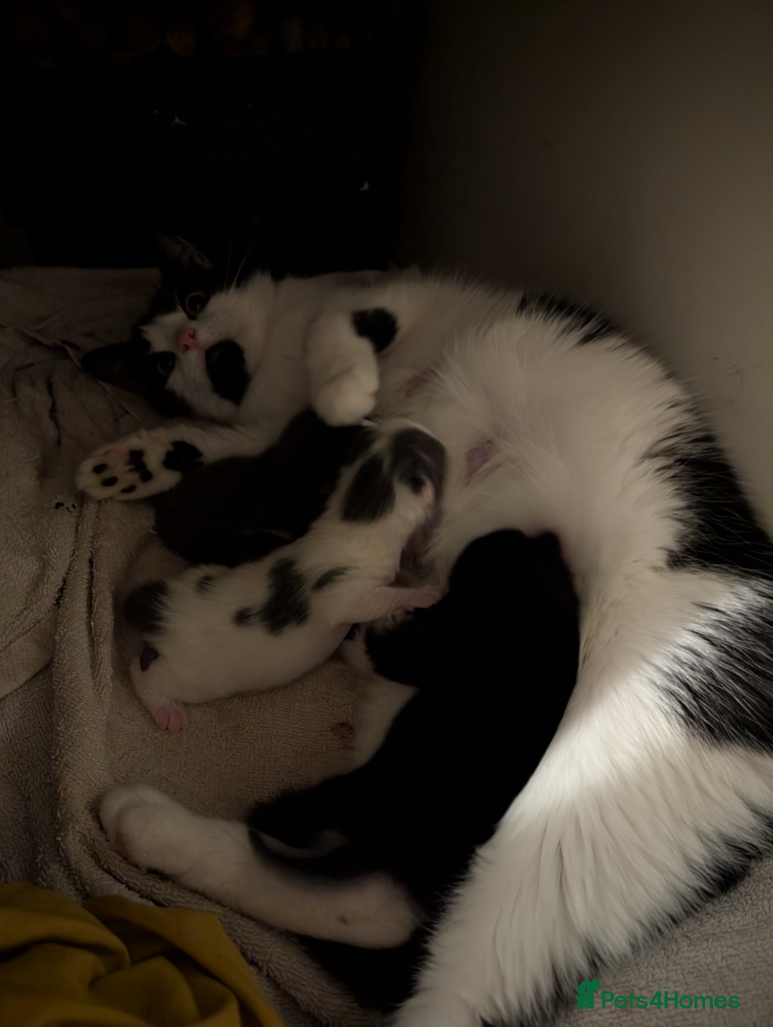 Domestic Shorthair cats Kitten 1- Mini Moo - Advert 6