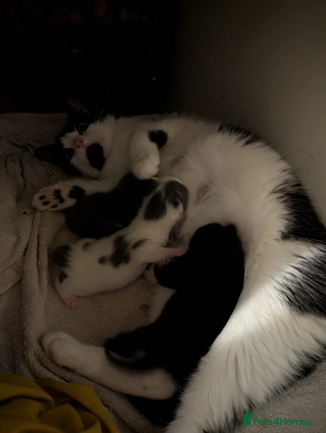 Domestic Shorthair cats for sale: Striking litter of kittens - Advert 1