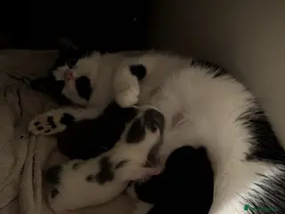 Domestic Shorthair cats Kitten 1- Mini Moo - Advert 4