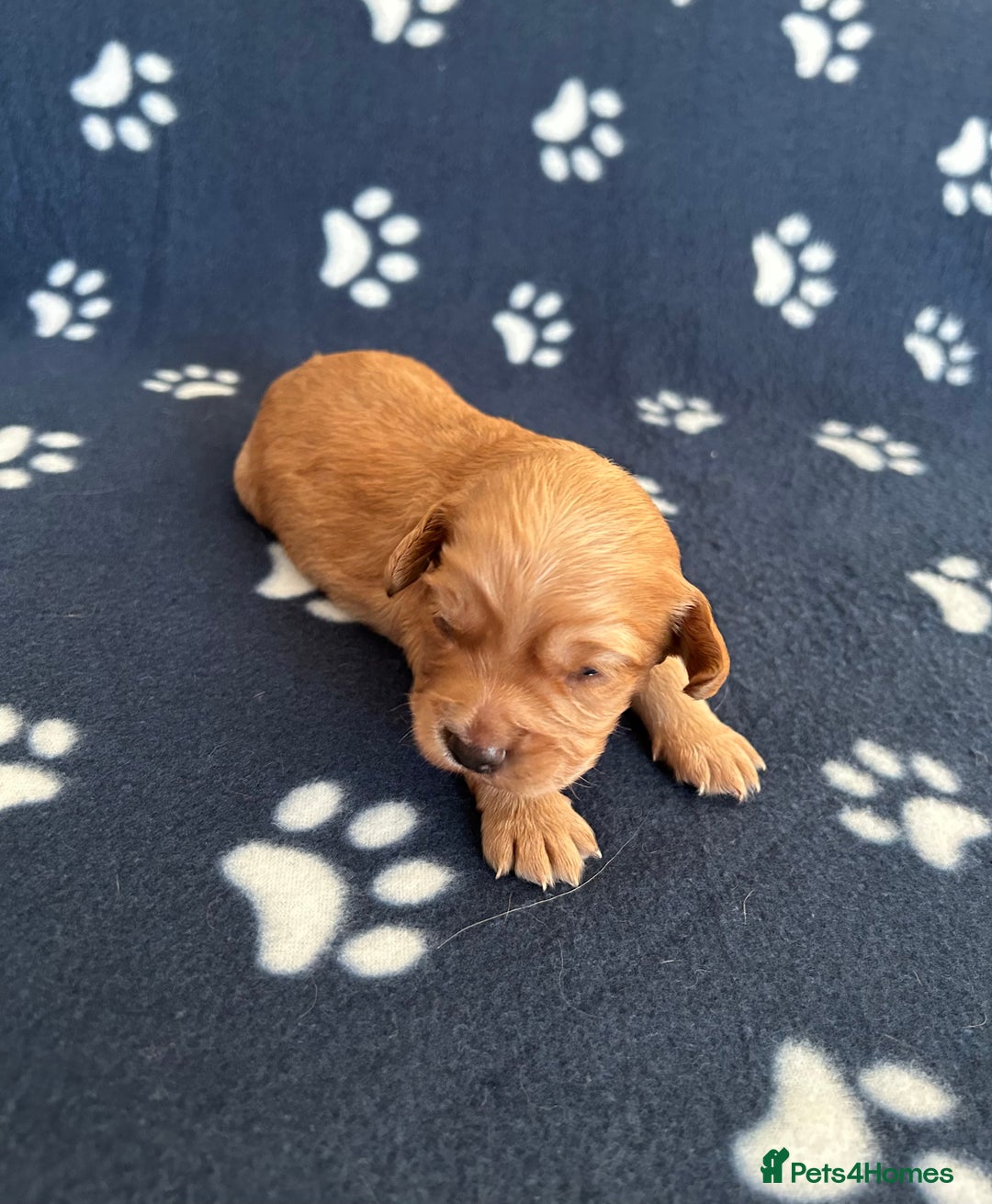 Cocker Spaniel dogs for sale: KC registered Working Cocker Spaniels puppys  - Advert 9