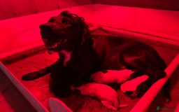 Sprocker dogs for sale: White and Black Sprocker - Image 5