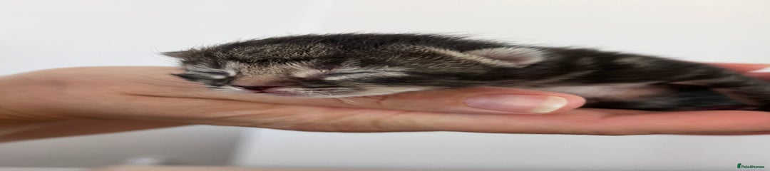 Domestic Shorthair Kitten 4