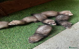 Ferret rodents for sale: Baby Ferrets - Image 14