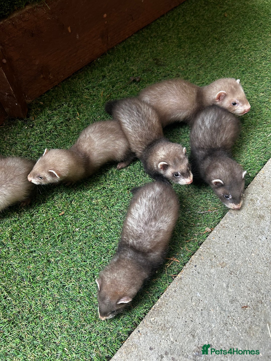 Ferret rodents for sale: Baby Ferrets - Image 14