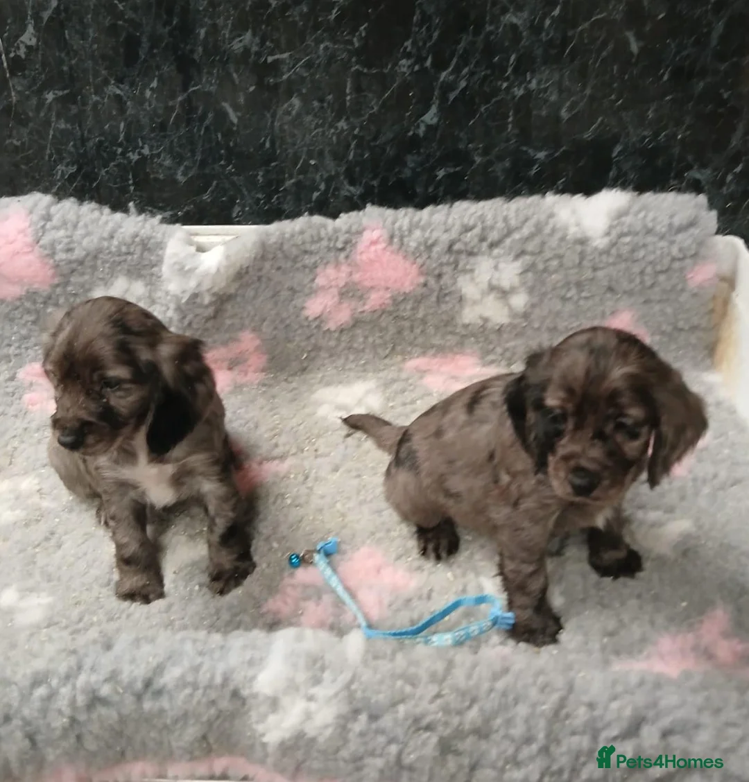 Cocker Spaniel dogs for sale: Beautiful Cocker Spaniel - Advert 2