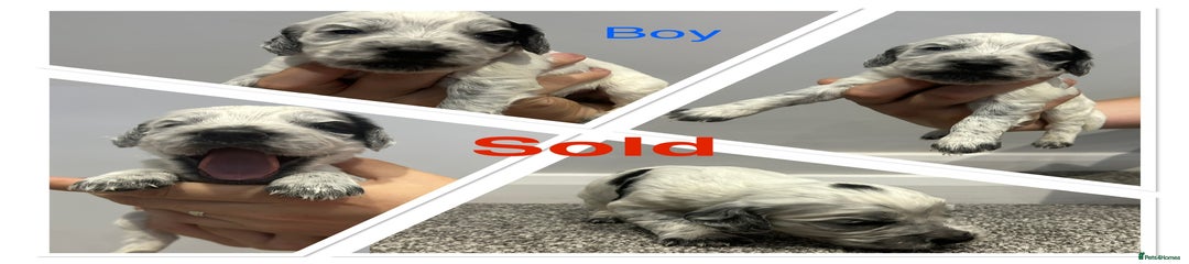 Boy 4 Spot & Patch