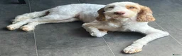 Cockapoo dogs for sale: Absolutely beautiful girl - Advert 3