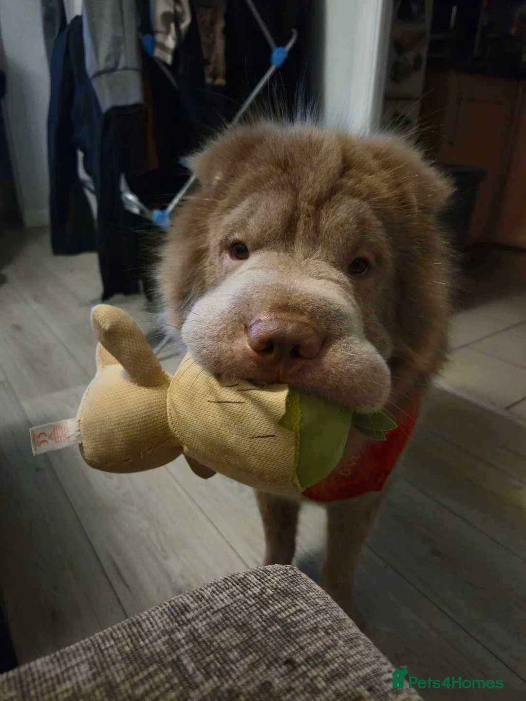 Shar Pei dogs for stud: Beautiful Bear Coat Shar Pei for stud🔥🔥🔥 - Advert 4