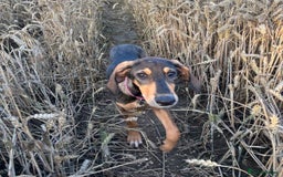 Mixed Breed dogs for adoption: Poppy (Hound/Shepherd mix) - Image 6
