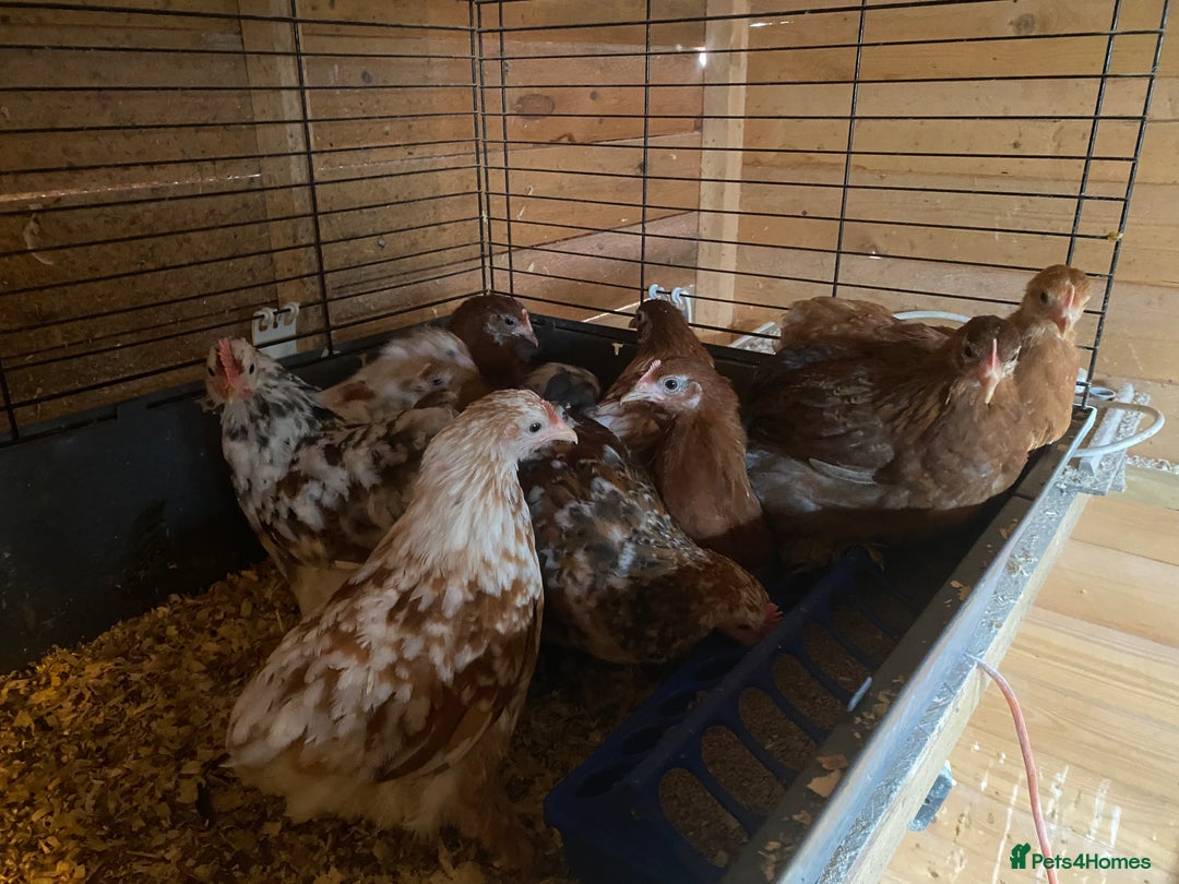 Chickens poultry for sale: Pekin, Cream Legbar & Goldlines in Wakefield - Image 2