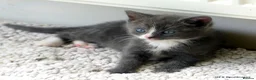 Mixed Breed cats for sale: Gorgeous Rag Doll/Maine Coon/Russian Blue X - Advert 25