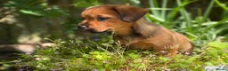 Mixed Breed dogs for sale: Exceptional Norfolk terrier x jrt pups ready now  - Advert 13