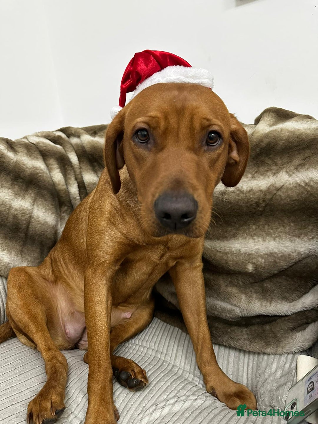 Labrador Retriever dogs for sale: KC Registered Labrador Puppies - Call  **  - Image 2