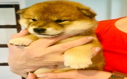 Japanese Shiba Inu dogs for sale: Outstanding Shiba Inu Puppies - Image 10