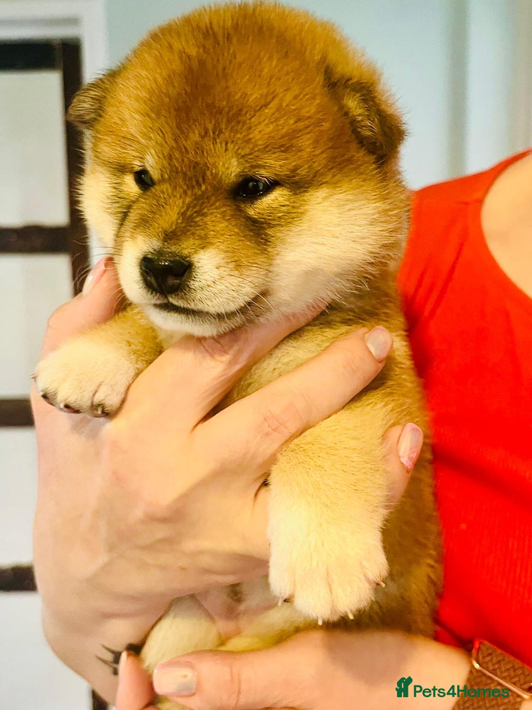 Japanese Shiba Inu dogs for sale: Outstanding Shiba Inu Puppies - Image 10