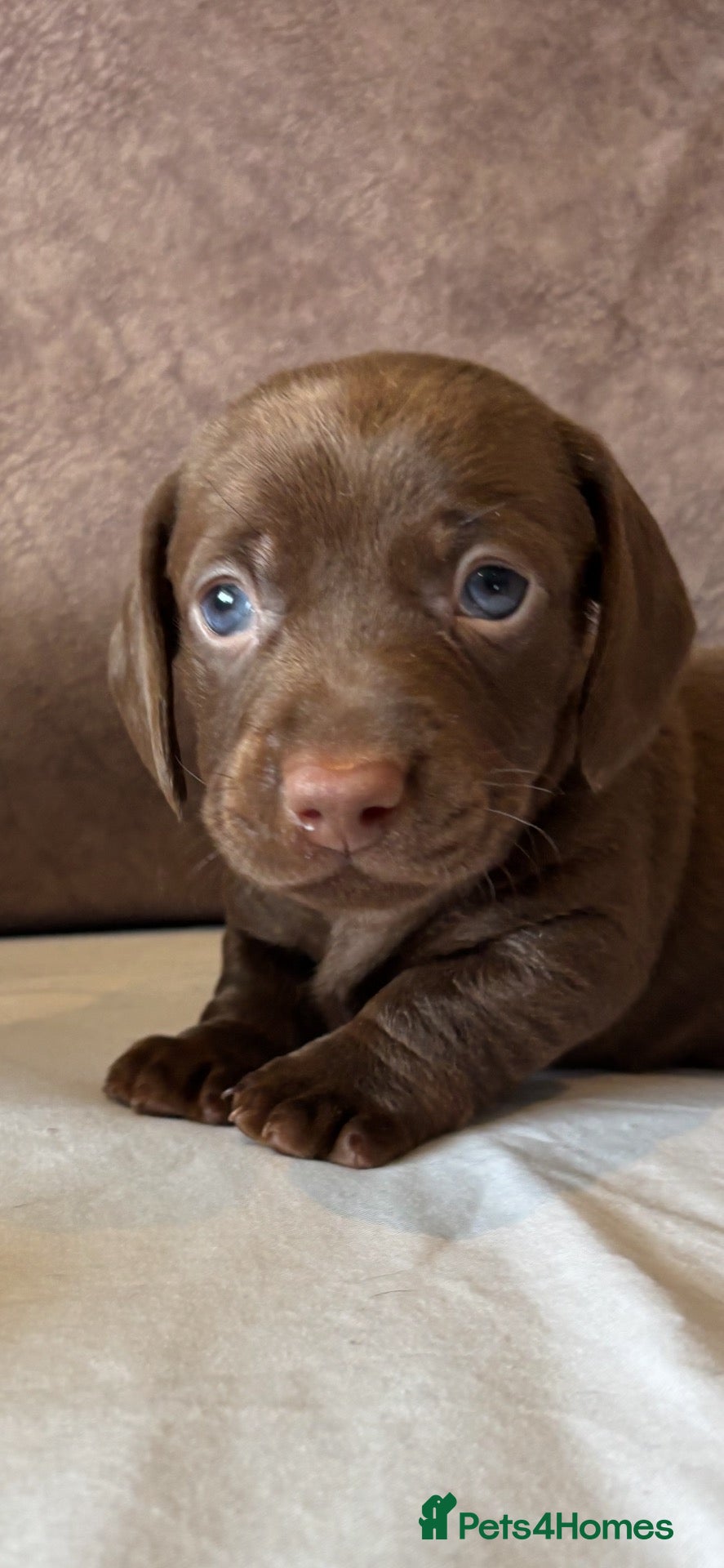 Miniature Dachshund dogs for sale: Stunning litter short hair mini dax  - Advert 2