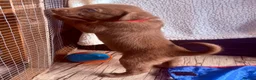 Mixed Breed dogs for sale: Gorgeous Siberian Shepsky x Weimaraner Puppies  - Advert 8