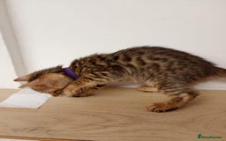 Bengal cats for sale: 6 beautiful bengal kittens ready soon  - Image 13