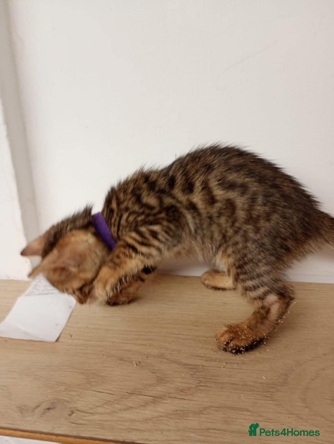 Bengal cats for sale: 6 beautiful bengal kittens ready soon  - Image 13