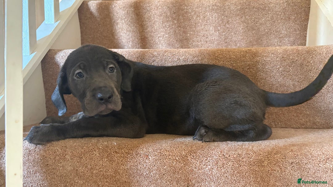 Cane Corso dogs for sale: 2 blue & 2 black cane corso girls! Can leave now🐾 - Image 7