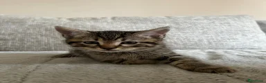 Black Collar kitten
