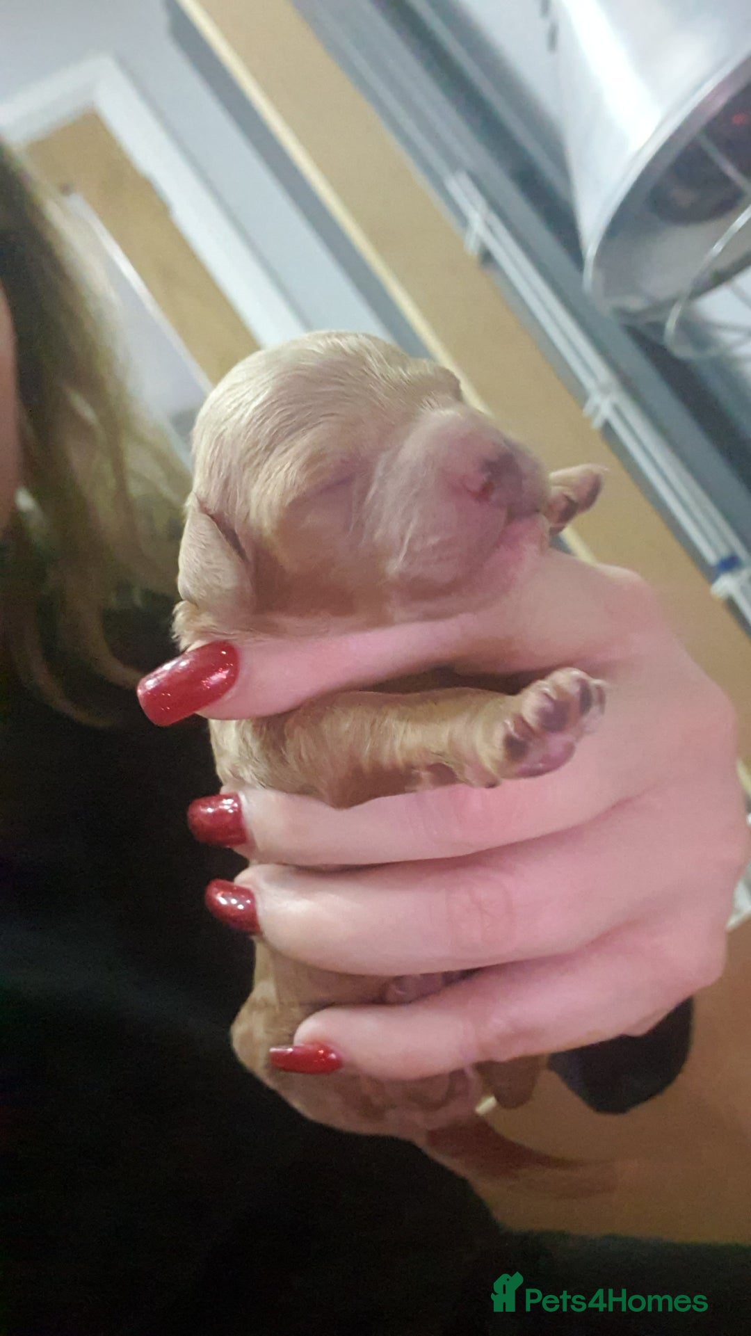 Cockapoo dogs for sale: Top quality F1b Toy Cockapoo puppies - Advert 5