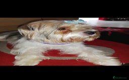 Yorkshire Terrier dogs for sale: Outstanding Yorkshire terrier biewer  - Image 3