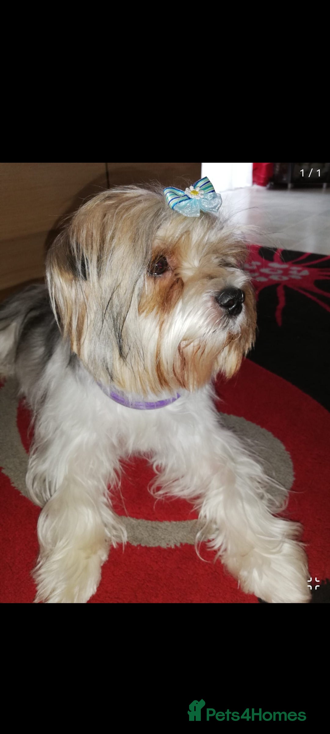 Yorkshire Terrier dogs for sale: Outstanding Yorkshire terrier biewer  - Image 3