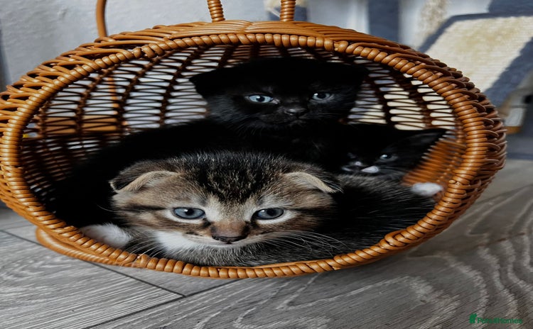 Scottish Fold cats - Advert 16