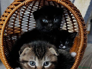 Scottish Fold cats - Advert 21