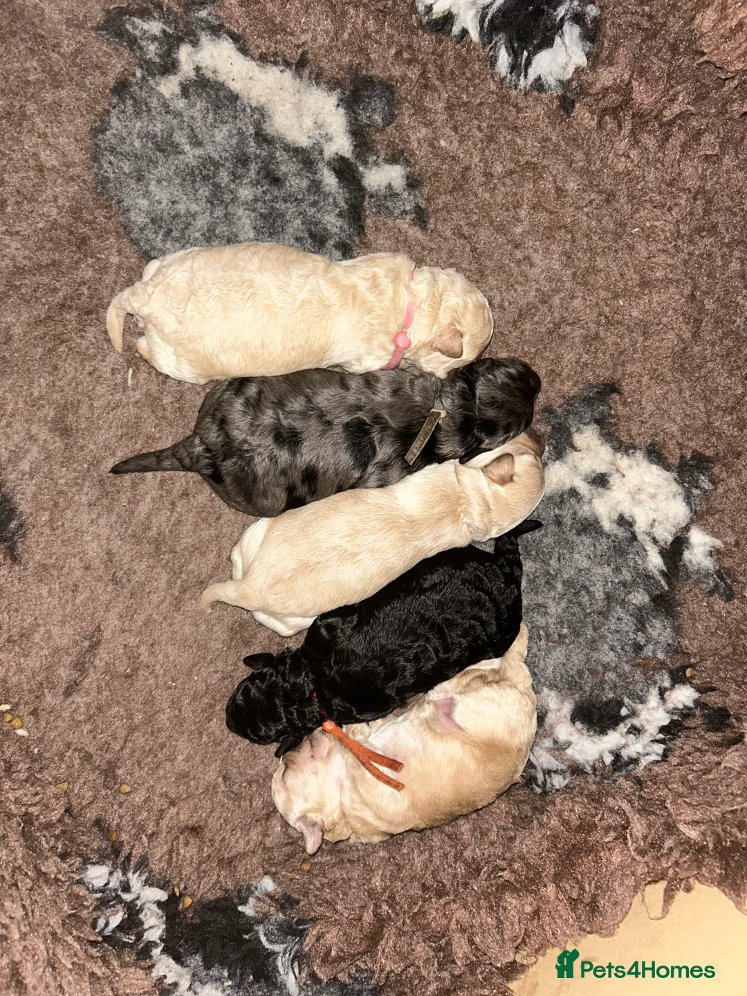 Maltipoo dogs for sale: Gorgeous maltipoo puppies  - Advert 1