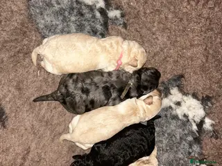 Maltipoo dogs Gorgeous maltipoo puppies - Advert 6