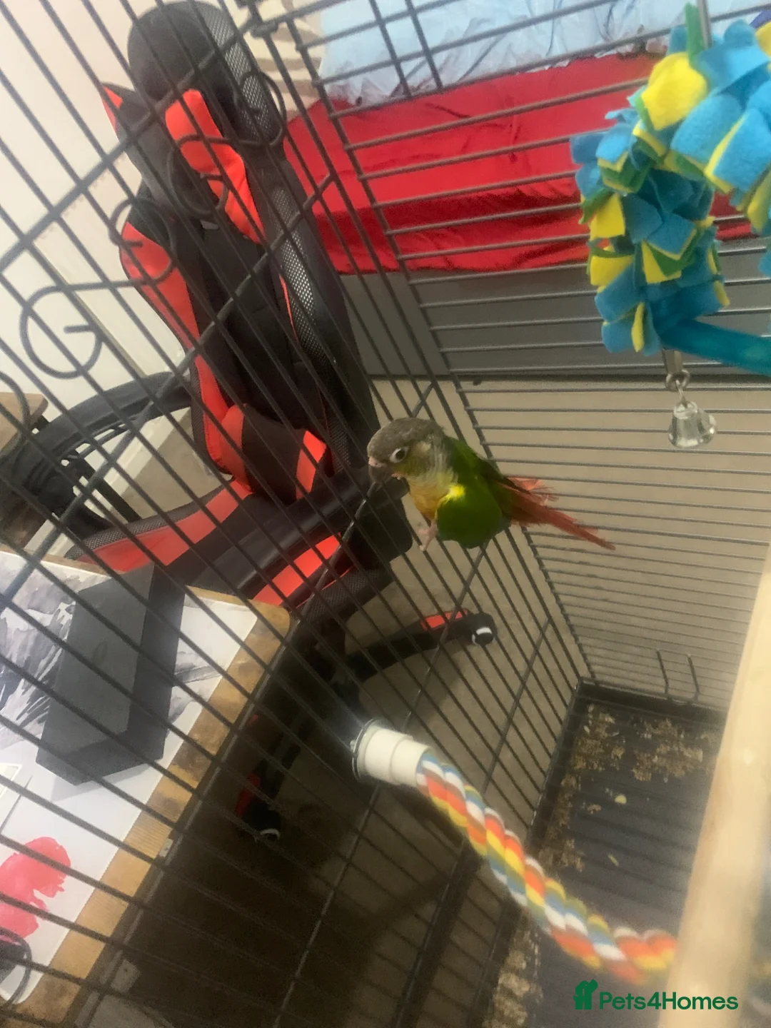 Mixed Breed birds for sale: Bird) in Stockton-on-Tees - Advert 1