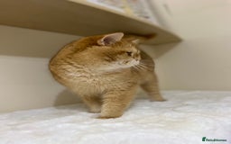 British Shorthair cats for sale: Champion lines for adoption  - Image 21