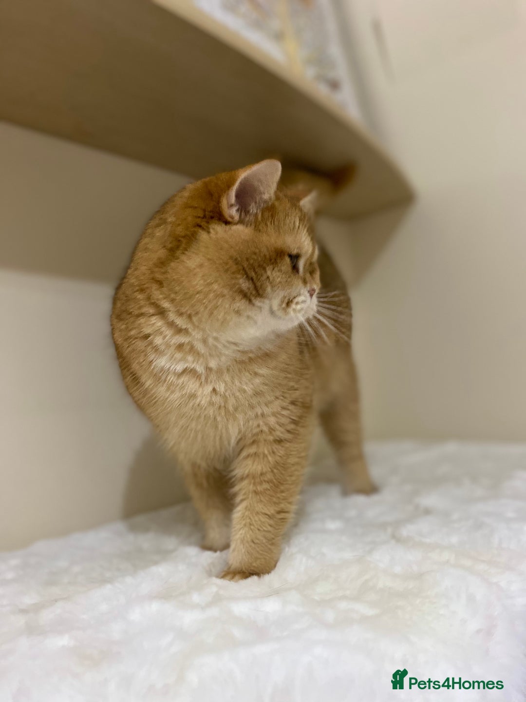 British Shorthair cats for sale: Champion lines for adoption  - Image 21