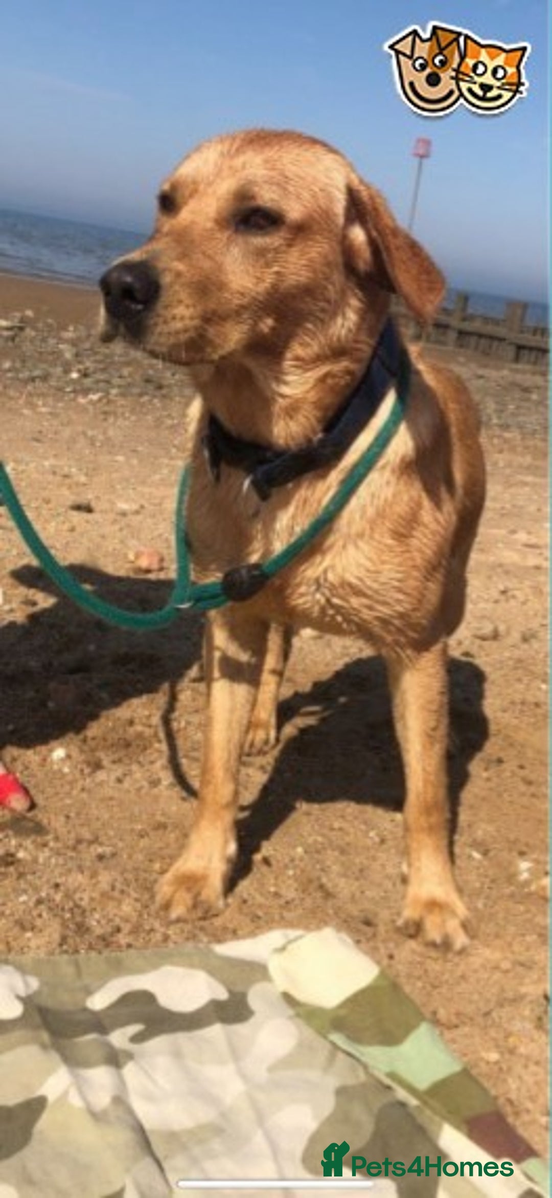 Labrador Retriever dogs for stud: Labrador for Stud  only - Advert 3