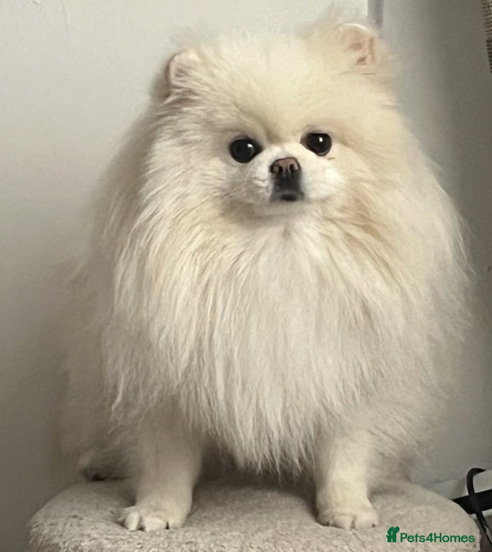 Pomeranian dogs Beautiful three years old female Pomeranian - Advert 1