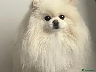Pomeranian dogs Beautiful three years old female Pomeranian - Advert 1