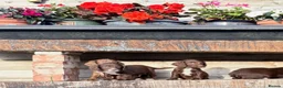 Sprocker dogs for sale: 🐶 SPROCKER SPANIEL PUPPIES 🐶  - Advert 12