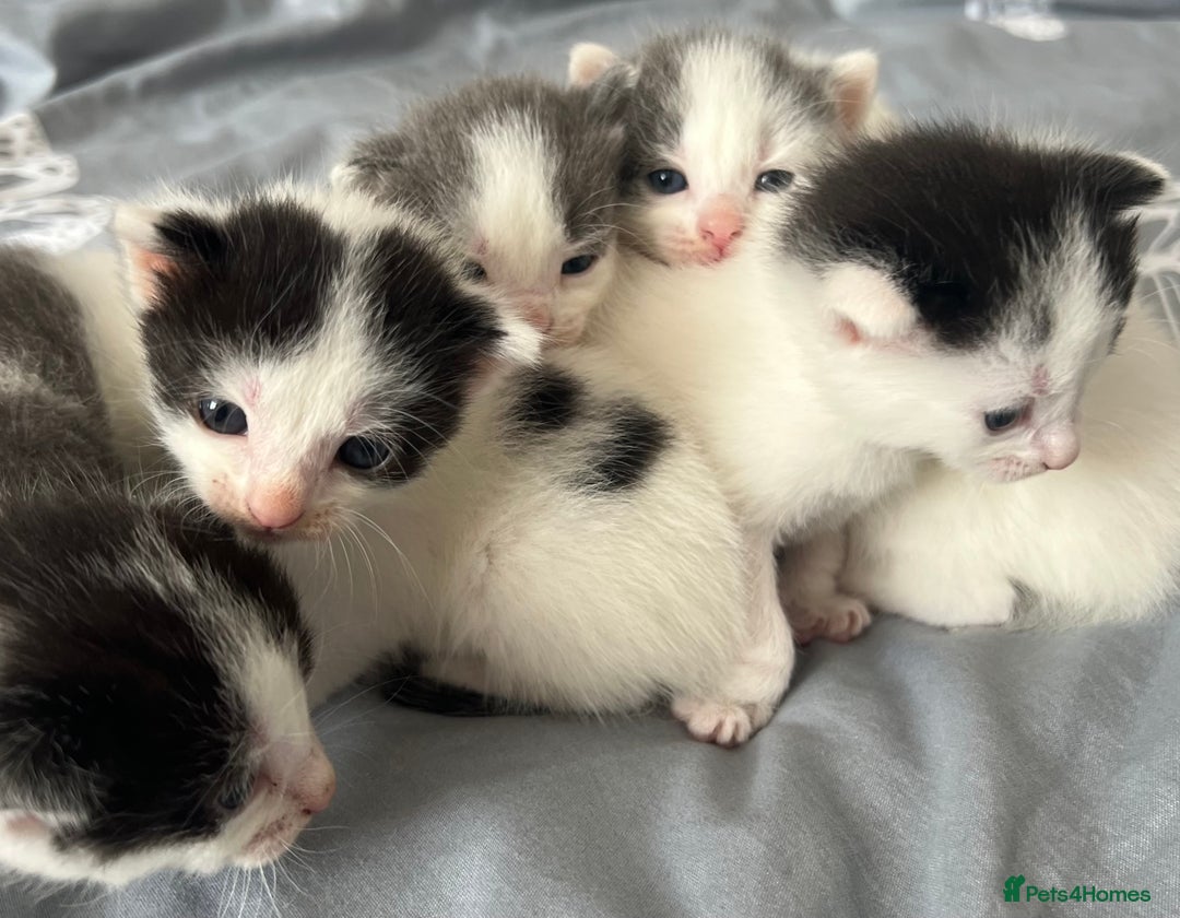 Mixed Breed cats for sale: ❤️*Blue/white & black/white friendly kittens*❤️ - Image 11