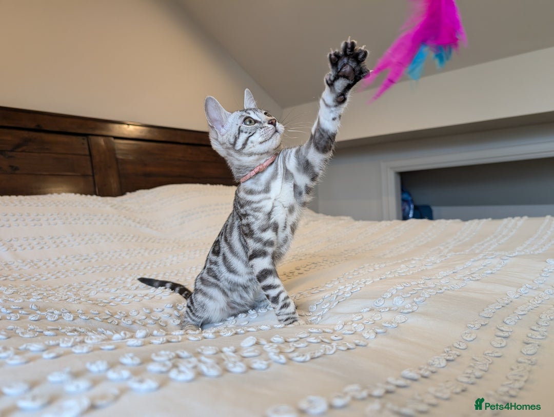 Bengal cats for sale: 🤍🖤🩶 Bengal Kittens 🩶🖤🤍 in Barnoldswick - Image 22