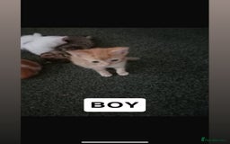 Domestic Shorthair cats for sale: 4 beautiful kittens for sale  - Image 2