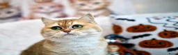 British Shorthair cats for sale: BSH Retired Queen, very young  - Advert 9